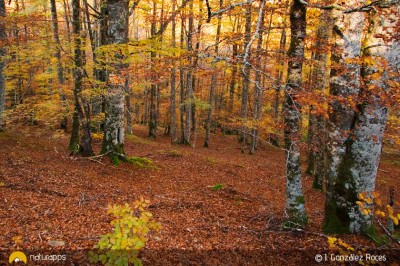 Bosque de Peloño, el esplendor del otoño en el Parque Natural de Ponga